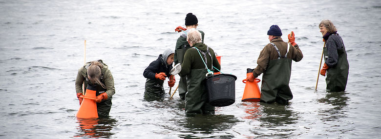 Østers-event på Skaldyrcentret i Nykøbing Mors.<br />Foto: Bo Lehm, Ritzau Scanpix