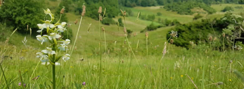 Den sjældne skov-gøgelilje, som kan findes i Mariagerfjord.<br />Foto: Mariagerfjord Kommune