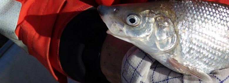 Laksefisken snæbel lever kun i Danmark.<br />Foto: Miljøstyrelsen