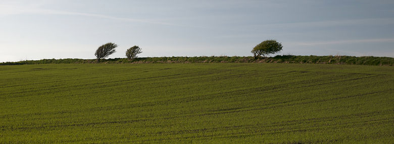 Markdige - ikke ved Esbjerg - men ved Tornby i Vendsyssel.<br />Foto: Peter Marling, Biofoto, Ritzau Scanpix