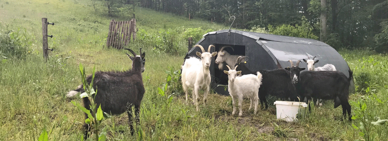 19 geder af racen Dansk Landraceged skal være med til at sikre attraktiv natur på det område af Skamlingsbanken, hvor der tidligere har været dyrket pyntegrønt.