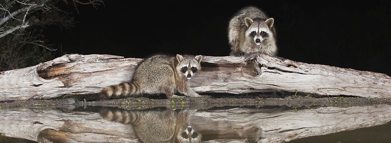 Sidst en vaskebjørn blev spottet i Danmark, var i 2010.<br />Foto: B&S Draker, Ritzau Scanpix