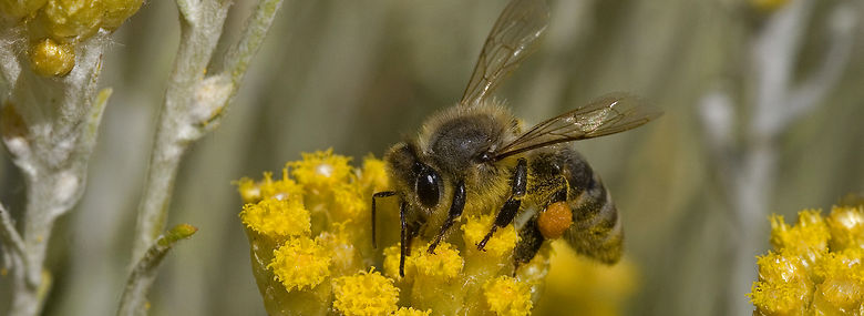 <br />Foto: Ole Andersen, Biofoto/Ritzau Scanpix