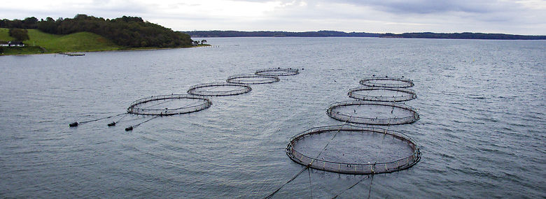Miljø- og Fødevareklagenævnet ophævede i oktober 2018 efter en klage fra Danmarks Sportsfiskerforbund Fredericia Kommunes miljøgodkendelse af Børup Sande Havbrug, der ejes af Snaptun Fisk Export. <br />Foto: Peter Leth-Larsen, Ritzau Scanpix.