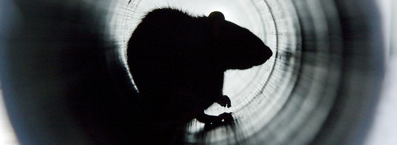 <br />Foto: Mads Jensen, Ritzau Scanpix