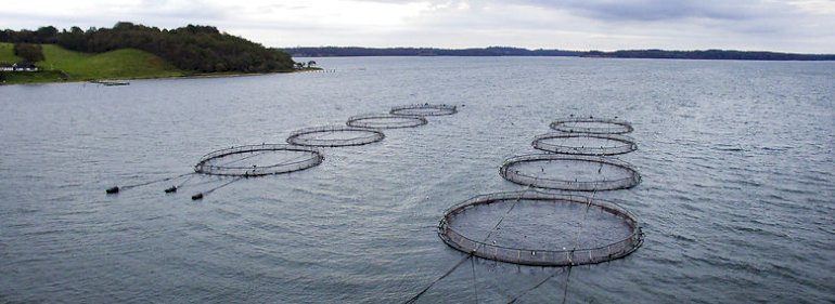 Miljø- og Fødevareklagenævnet ophævede i oktober 2018 efter en klage fra Danmarks Sportsfiskerforbund Fredericia Kommunes miljøgodkendelse af Børup Sande Havbrug, der ejes af Snaptun Fisk Export. <br />Foto: Peter Leth-Larsen, Ritzau Scanpix.