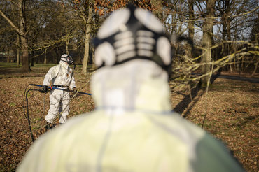 Odense skruer ned for bekæmpelsen af farlig larve