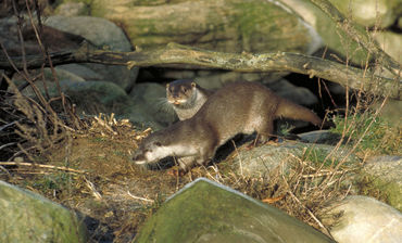 Forelsket odderpar kan forsinke havneudvidelse