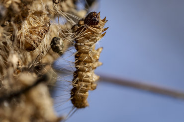 Farlig larve har spredt sig på Fyn